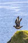 Bonxie taking off, Burgh Head, Stronsay