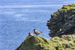 Bonxies on the cliffs of Burgh Head, Stronsay
