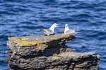 Fulmars on a stack, Kirbuster, Stronsay