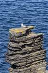 Fulmar on a stack, Vat of Kirbuster, Stronsay