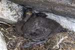 Juvenile Shag in the nest, Craigleith, Firth of Forth