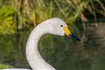 Bewick's swan, London Wetlands centre