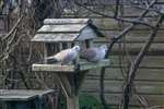 Collared doves, Glasgow