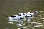  Long-tailed ducks, London Wetlands centre
