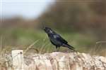Crow, Great Cumbrae