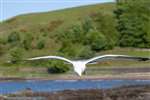 Common gull, Great Cumbrae