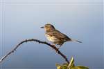 Meadow Pipit, Great Cumbrae