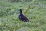 Black grouse, Amulree