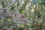 Female House sparrow, Mersehead