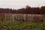 Tree planting near Argaty, Stirlingshire