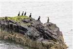 Shags on a rock, Fidra, Firth of Forth