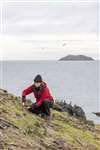Volunteer cutting invasive Tree Mallow on Fidra, Firth of Forth
