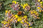 Moss carder bumblebee on Kidney Vetch, Barra