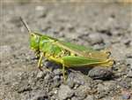 Common Green Grasshopper, Mugdock, Stirlingshire