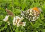 Orange-tip Butterfly feeding on white clover, Auchinstarry, Kilsyth