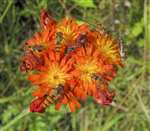 Marmalade Hoverflies on Fox-and-cubs