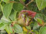 Hawthorn Shieldbugs on Cotoneaster, Milngavie