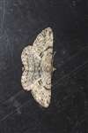 Willow Beauty moth, Kelvindale
