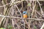Kingfisher, Forth and Clyde Canal, Maryhill