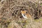 Red Fox, Forth and Clyde Canal, Maryhill