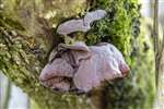 Jelly ear fungus beside the Forth and Clyde Canal, Glasgow