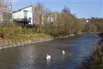 Mute swans on the Forth and Clyde Canal, Ruchill, Glasgow