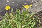 Dandelion (Taraxacum officinale), Kelvin Walkway, Glasgow