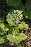 White Butterbur, Forth and Clyde Canal, Glasgow