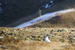 Mountain Hare peeping out, Glenshee
