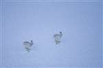 Mountain Hares running across snow patch, Glenshee