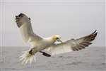 Gannet in flight near Ailsa Craig