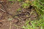 Slow worms on Ailsa Craig
