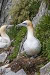 Northern gannet and chick, Ailsa Craig