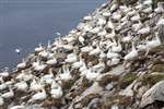 Closely spaced Northern gannets on Ailsa Craig