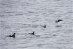 Black guillemots on the Firth of Clyde