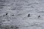 Razorbills off Ailsa Craig, Firth of Clyde