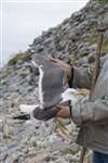 Examining a sick Lesser Black Backed gull, Ailsa Craig