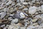 Sick Lesser Black Backed gull on Ailsa Craig