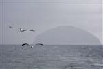 Lesser Black backed gulls flying over the Firth of Clyde off Ailsa Craig