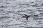 Manx Shearwater in flight, Firth of Clyde