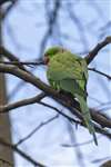 Ring-necked parakeet, Dawsholm Park, Glasgow
