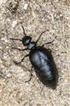 Short-necked oil beetle, Coll