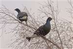 Two Black Grouse in birch tree