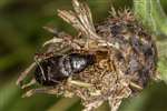 Black ground beetle on Knapweed, Baron's Haugh