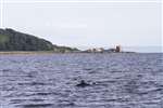 Common dolphin and a Harbour porpoise, Firth of Clyde