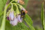 Buff tailed bumblebee on Comfrey