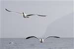 Lesser Black-backed gulls in flight and Ailsa Craig