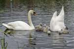 Mute swan family group, Forth and Clyde Canal, Glasgow