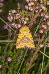 Pink-barred Sallow moth on Heather, Lenzie Moss