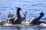 Coots fighting on Frankfield Loch, Glasgow